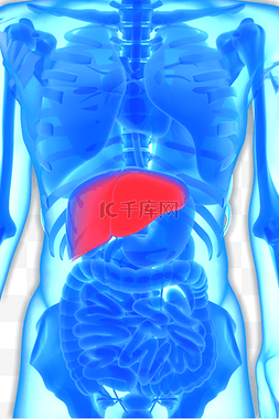 人体器官内脏之肝脏