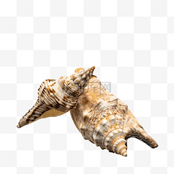 捡贝壳图片_夏日海边海螺