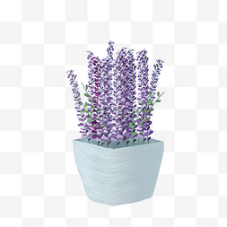 紫色花朵盆栽图片_紫色花朵盆栽