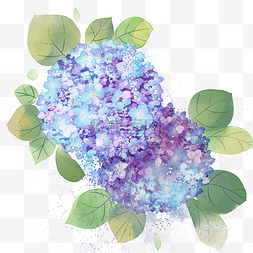 水粉画花卉紫色小花丛清新绣球花