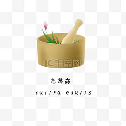 中医中药材光慈菇