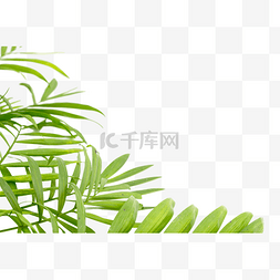 热带植物叶子边框图片_热带植物散尾葵绿叶