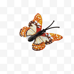 实物图图片_一直美丽的蝴蝶下载