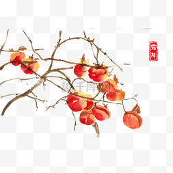 写意绘画图片_霜降枝头的柿子