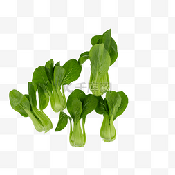 绿色青菜小油菜