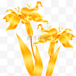 金色花卉鸢尾花