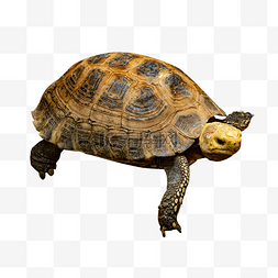 黄色动物海龟
