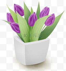 紫色郁金香图片_紫色郁金香家庭盆栽