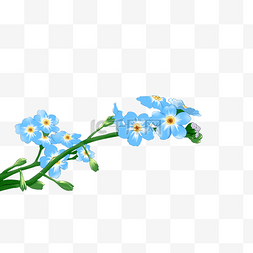 漂亮的蓝色花朵图片_蓝色花朵花枝插画