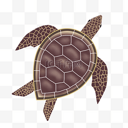 花纹乌龟海龟