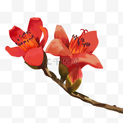 红色木棉花花朵