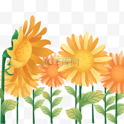 太阳花向日葵