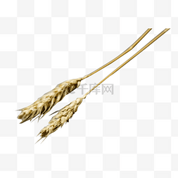 两根干枯的小麦穗