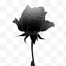黑色玫瑰花图片_一朵黑色玫瑰花花束