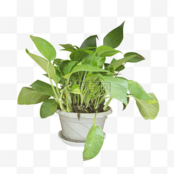 绿色绿萝图片_绿色盆栽植物