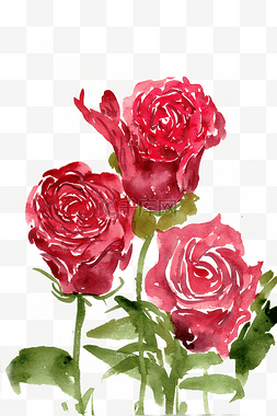 水墨画玫瑰花图片_鲜艳的玫瑰花