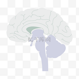 人体器官白色脑子插画