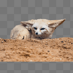 耳廓狐沙漠小狐