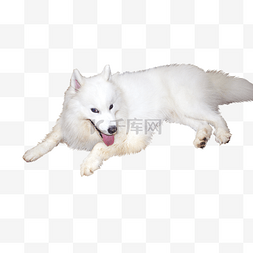 白色萨摩耶狗狗