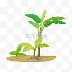 热带芭蕉树图片_夏天热带植物绿色芭蕉树叶免抠png