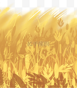 丰收的稻田景色