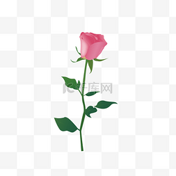 朵图片_一朵粉色玫瑰花