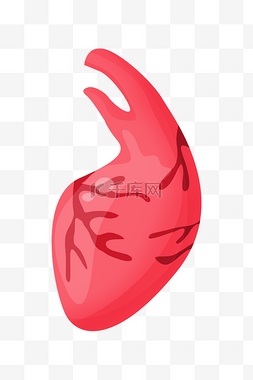 红色心脏器官图片_人体器官红色心脏