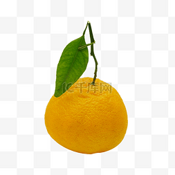 橘橙鲜橙