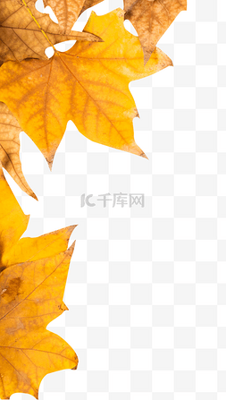 秋叶黄色图片_落叶秋叶黄色树叶