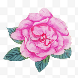 粉色蔷薇素材图片_粉色花朵玫瑰蔷薇