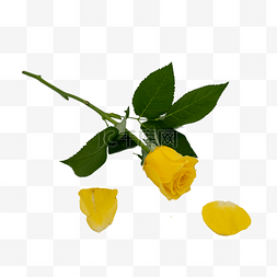 黄色玫瑰和花瓣绿叶