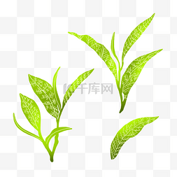 红茶插画图片_飘落的绿色茶叶插画
