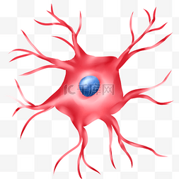 镜像神经元图片_神经体粉红色神经末梢