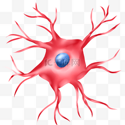 影棚神经图片_神经体粉红色神经末梢