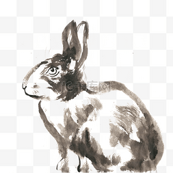 手绘写实宠物图片_张望的兔子水墨画PNG免抠素材