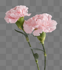 康乃馨花朵粉色