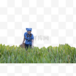 秋天稻子收获收割村姑的照片