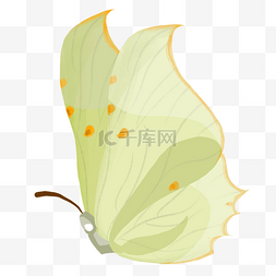 浅黄色的昆虫蝴蝶插画