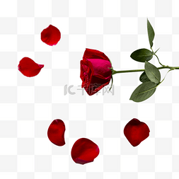 红玫瑰和花瓣