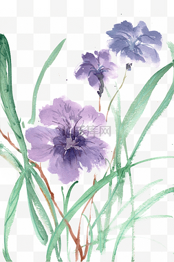 紫色的蓝花草