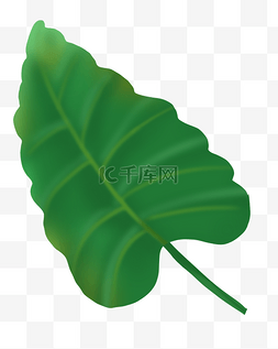 绿叶一片图片_热带植物单片叶片PNG免抠
