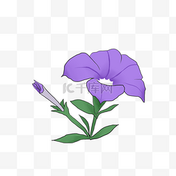 紫色矮牵牛图片_紫色矮牵牛花卉