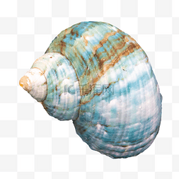 蓝色蜗牛贝壳