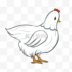 下蛋的鹅图片_站立的白色母鸡插画