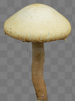 野蘑菇图片_蘑菇野菇