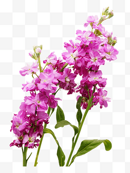 紫色花卉紫罗兰
