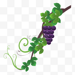 水果藤蔓紫葡萄