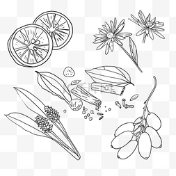 草本植物线稿图片_草本植物香疗线稿草药和香料