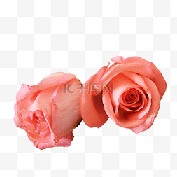 粉色实物花图片_粉色玫瑰