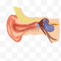 人体耳朵耳膜